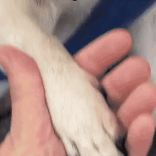 Pawile™ 2-i-1 LED-klo­klippare