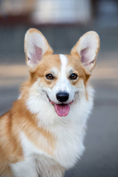 Saffran, lika glad som mjuk Corgi